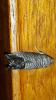 274321 – Photo : laurette roussel – France (88)